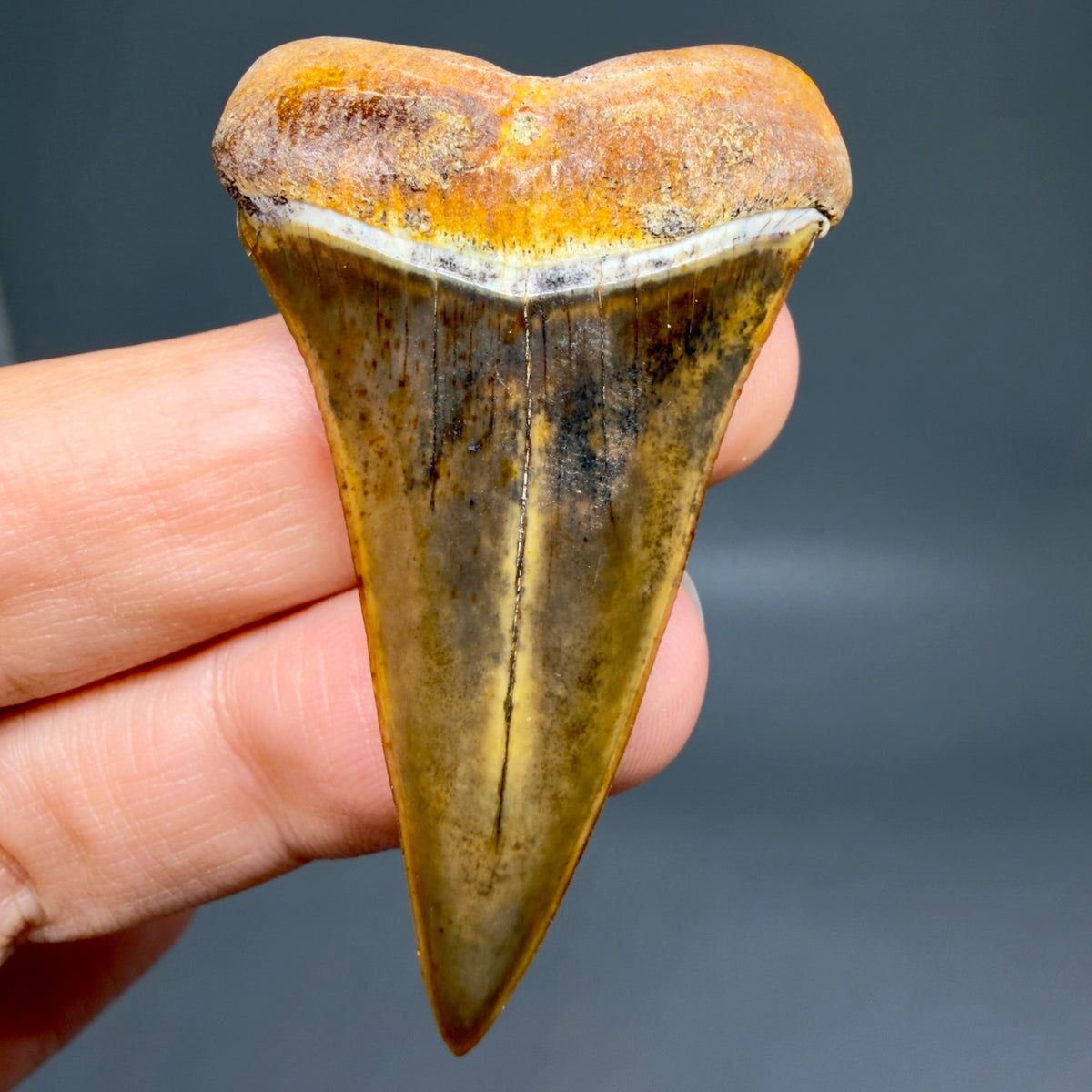 Front View Stunning, high quality 1.99" long Fossil Transitional Great White - Carcharodon hubbelli Tooth from Peru | Fossil for Sale megalodonteeth.com GW1379 - 1