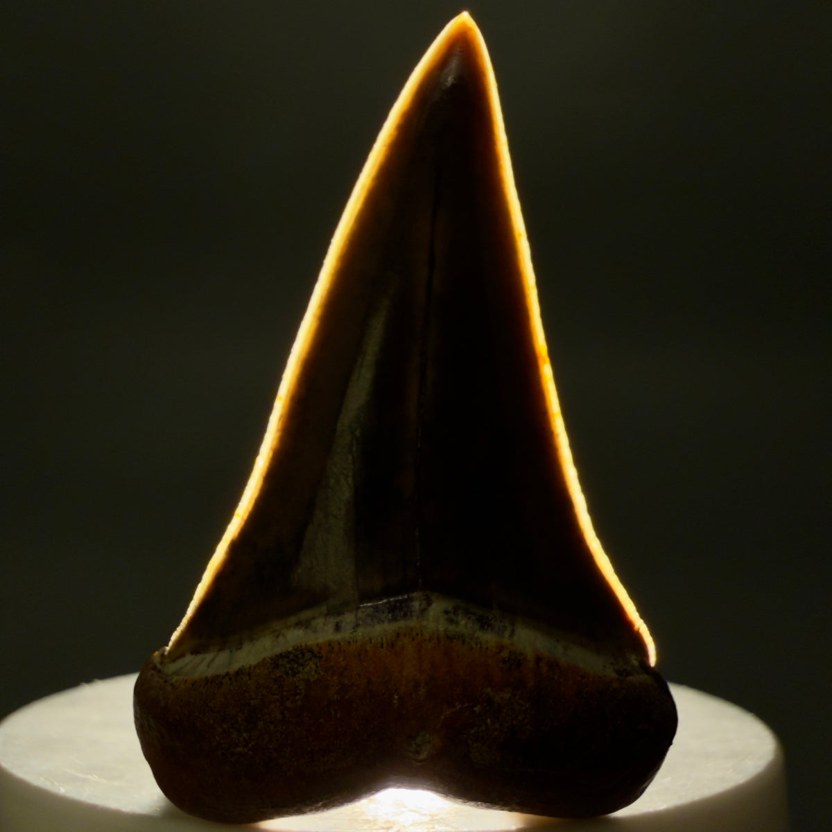 Front View Stunning, high quality 1.99" long Fossil Transitional Great White - Carcharodon hubbelli Tooth from Peru | Fossil for Sale megalodonteeth.com GW1379 - 2