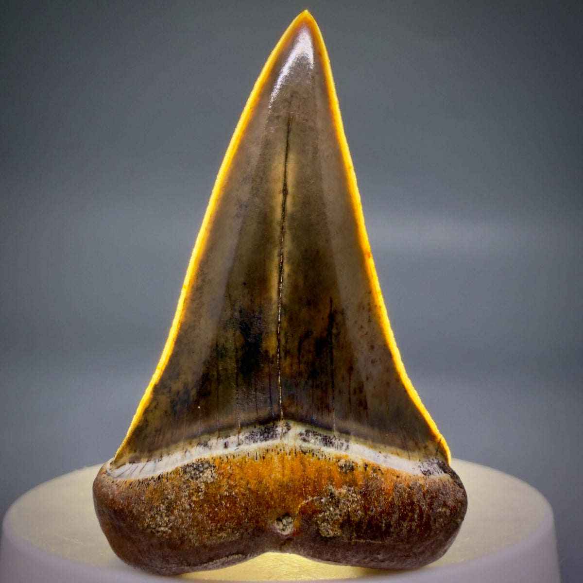 Front View Stunning, high quality 1.99" long Fossil Transitional Great White - Carcharodon hubbelli Tooth from Peru | Fossil for Sale megalodonteeth.com GW1379 - 3