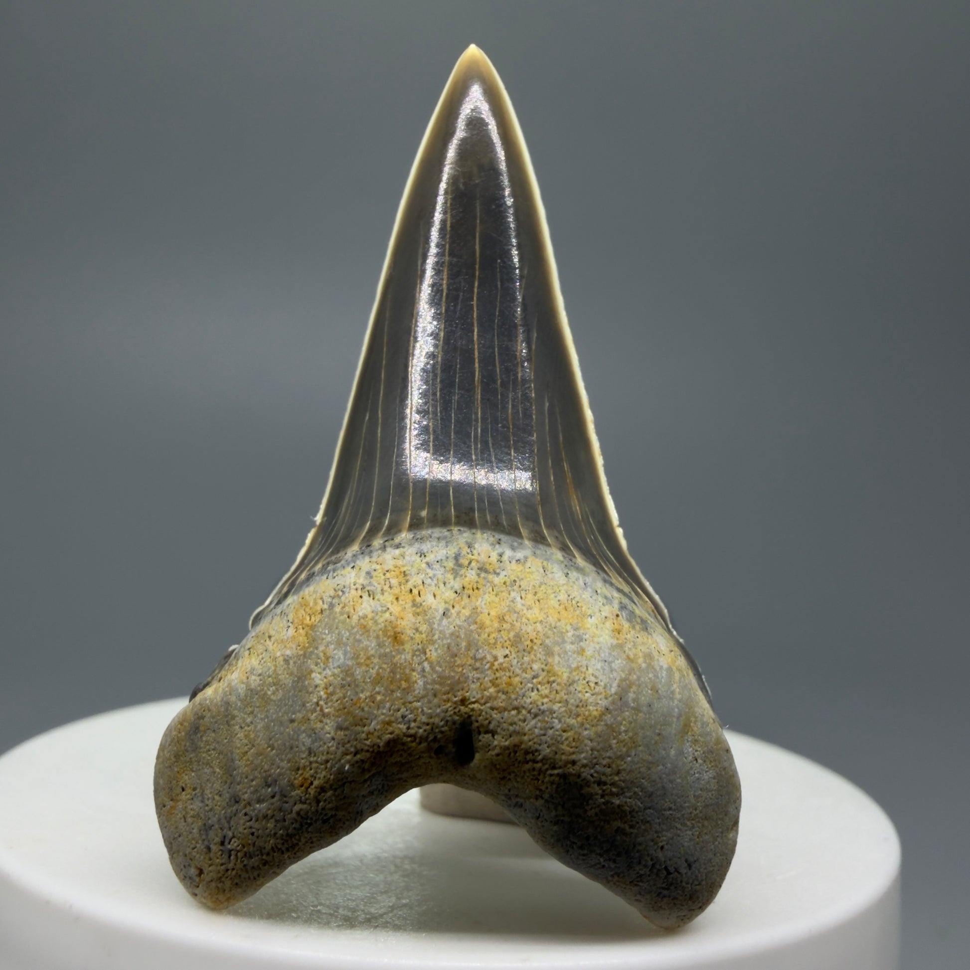 Front View Stunning, high quality 2.00" long Fossil Transitional Great White - Carcharodon hubbelli Tooth from Peru | Authentic Fossil for Sale GW1236