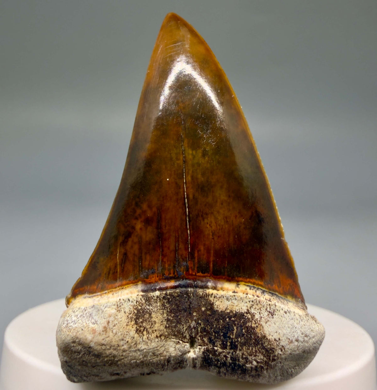 Front View Stunning, high quality 2.03" long Fossil Transitional Great White - Carcharodon hubbelli Tooth from Peru megalodonteeth.com GW1398