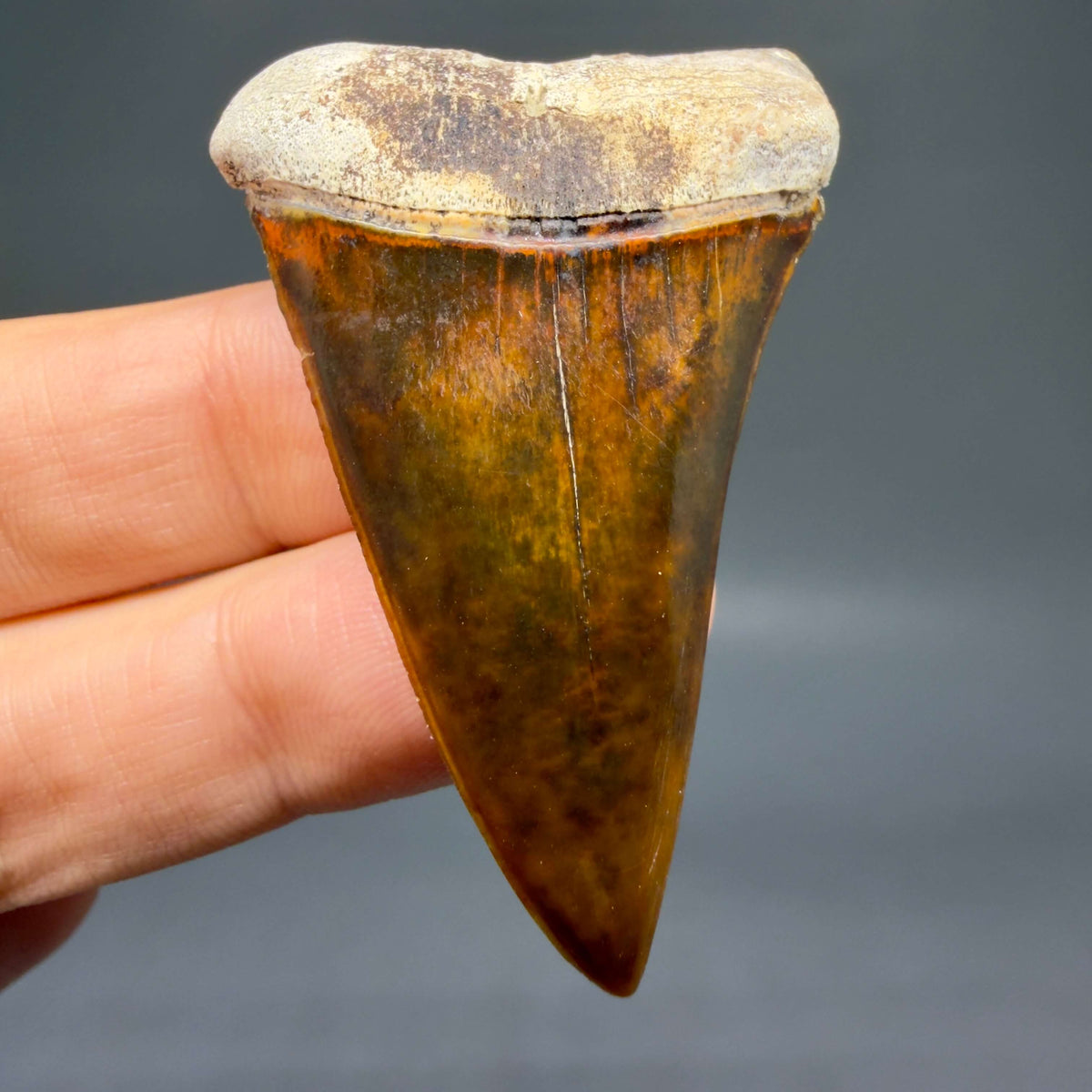 Front View Stunning, high quality 2.03" long Fossil Transitional Great White - Carcharodon hubbelli Tooth from Peru megalodonteeth.com GW1398 - 1