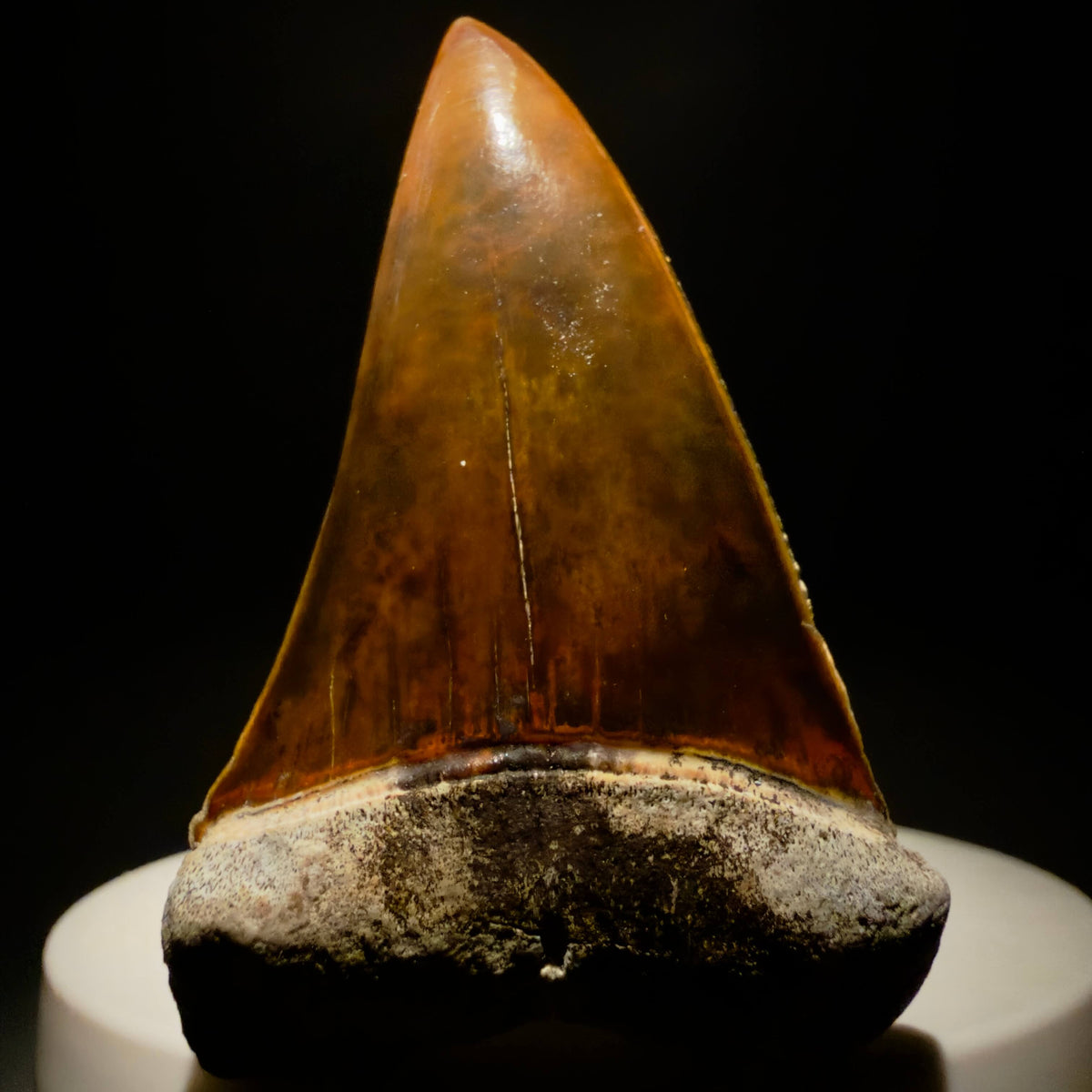Front View Stunning, high quality 2.03" long Fossil Transitional Great White - Carcharodon hubbelli Tooth from Peru megalodonteeth.com GW1398 - 2
