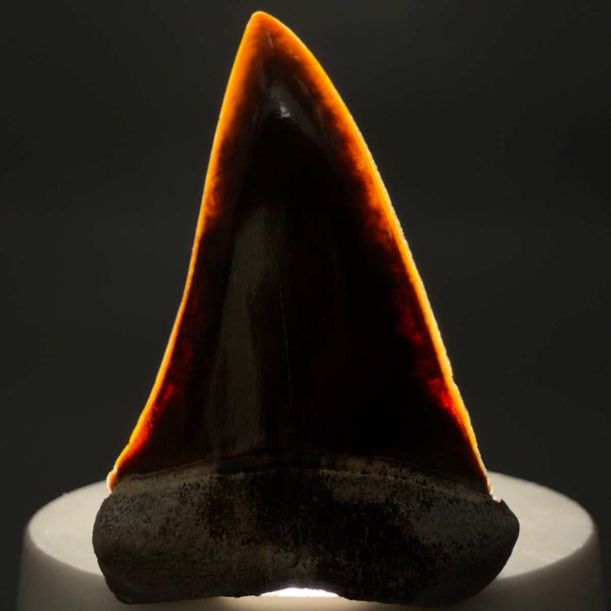 Front View Stunning, high quality 2.03" long Fossil Transitional Great White - Carcharodon hubbelli Tooth from Peru megalodonteeth.com GW1398 - 3