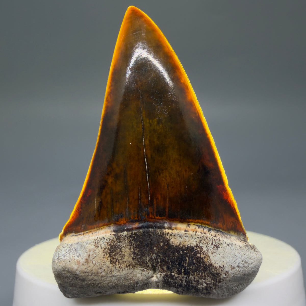 Front View Stunning, high quality 2.03" long Fossil Transitional Great White - Carcharodon hubbelli Tooth from Peru megalodonteeth.com GW1398 - 4