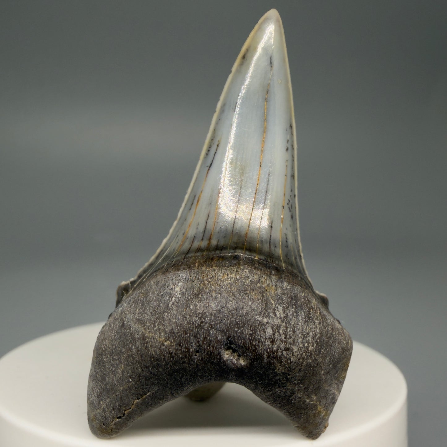 Front View Stunning, high quality 2.05" long Fossil Transitional Great White - Carcharodon hubbelli Tooth from Peru | Authentic Fossil for Sale at Megalodonteeth.com GW1261