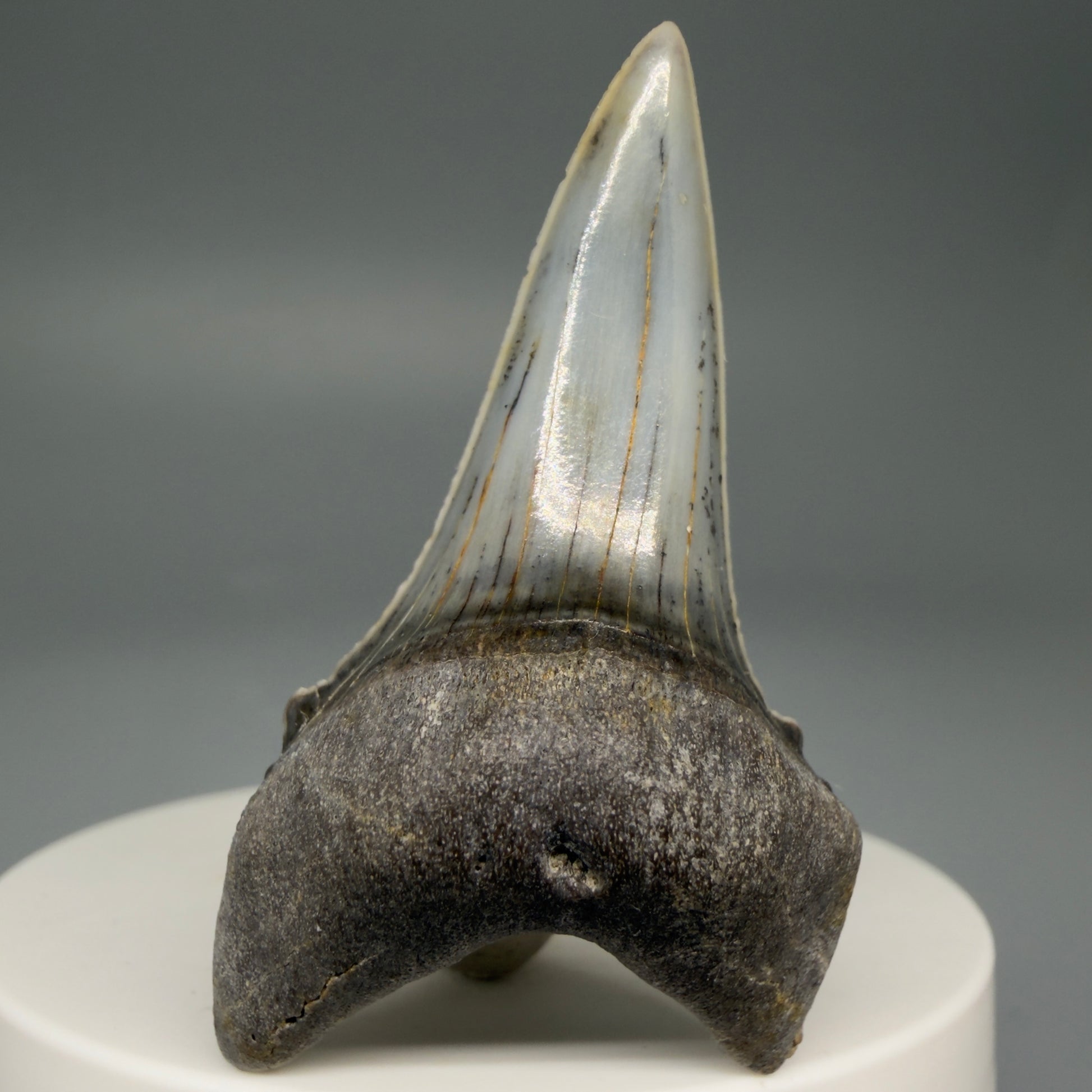 Front View Stunning, high quality 2.05" long Fossil Transitional Great White - Carcharodon hubbelli Tooth from Peru | Authentic Fossil for Sale at Megalodonteeth.com GW1261