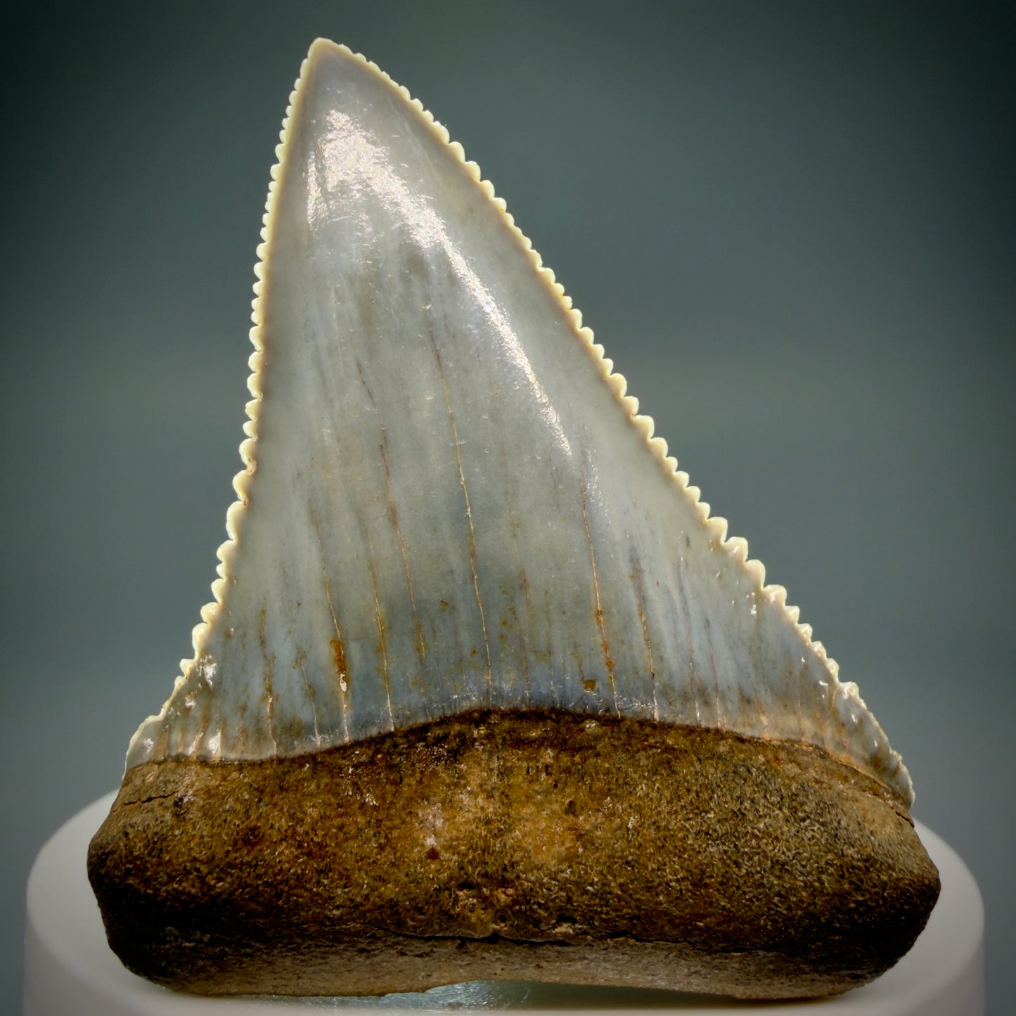 Front View Stunning, high quality 2.34" long Fossil Great White Tooth from the deserts of Peru GW1249 