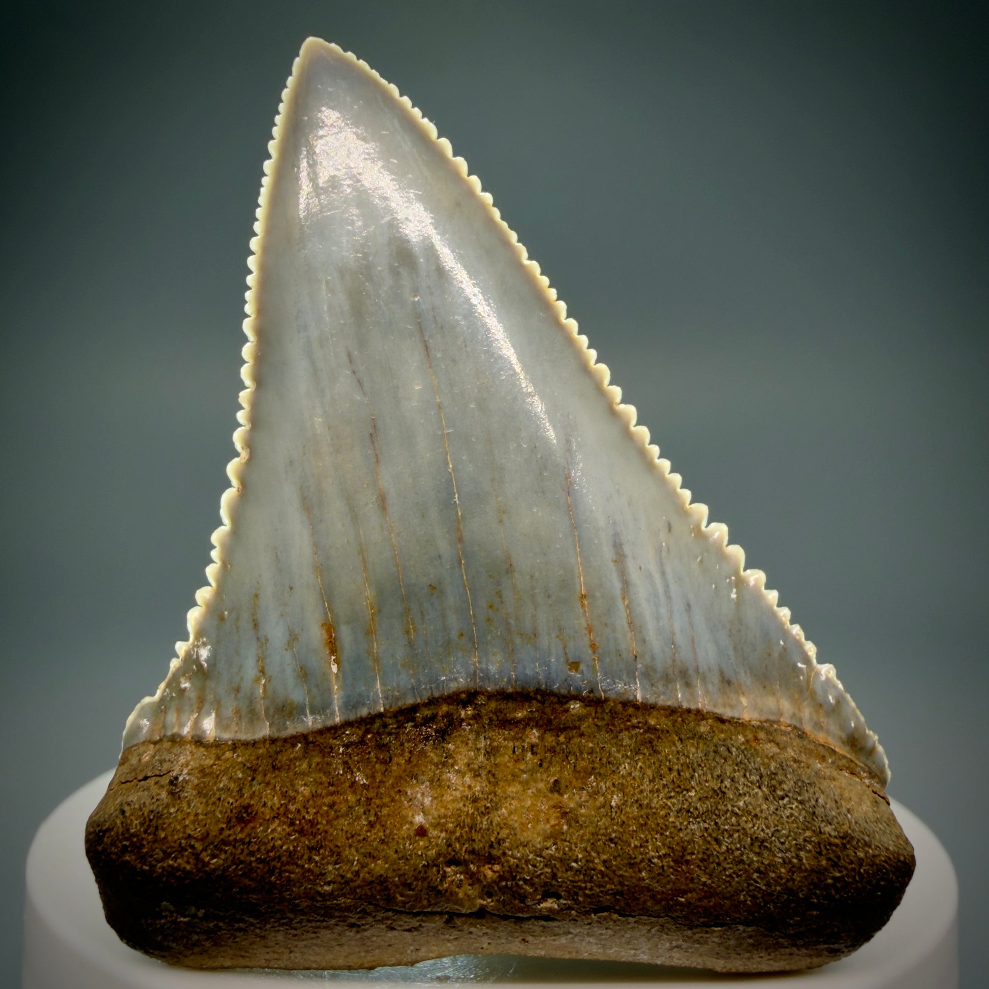 Front View Stunning, high quality 2.34" long Fossil Great White Tooth from the deserts of Peru GW1249 