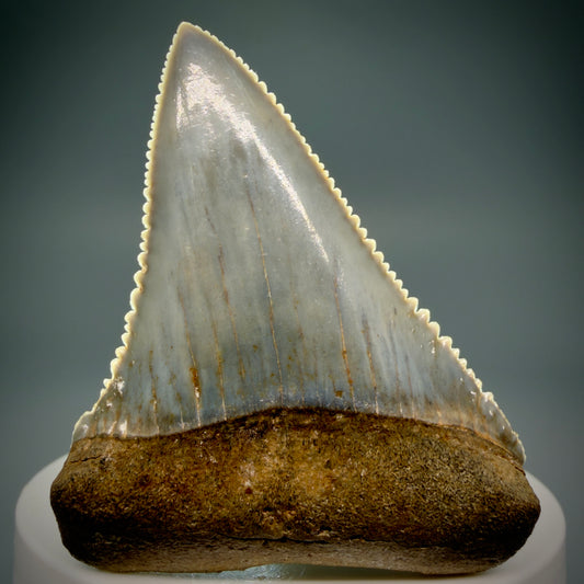 Front View Stunning, high quality 2.34" long Fossil Great White Tooth from the deserts of Peru GW1249 