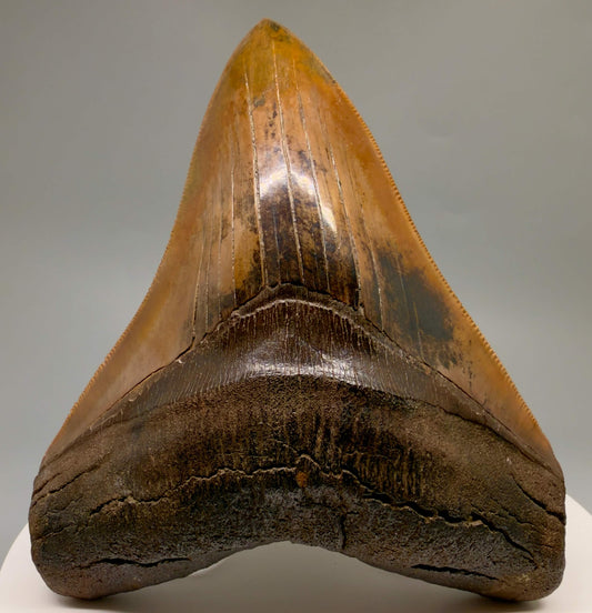 Front View Superb, Red colored, RESTORED 5.06" Fossil Megalodon Shark Tooth - Georgia - sharply serrated - Collector's Quality CM6476