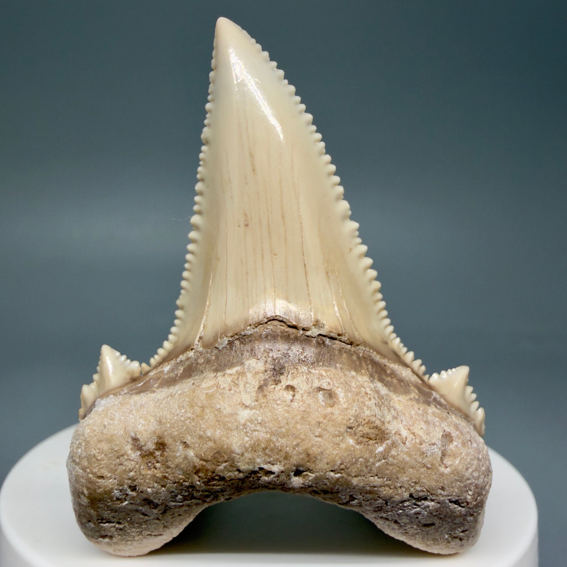 Front View Superb, Sharply Serrated 2.32" Carcharocles auriculatus Shark Tooth Fossil - Central Kazakhstan AU392