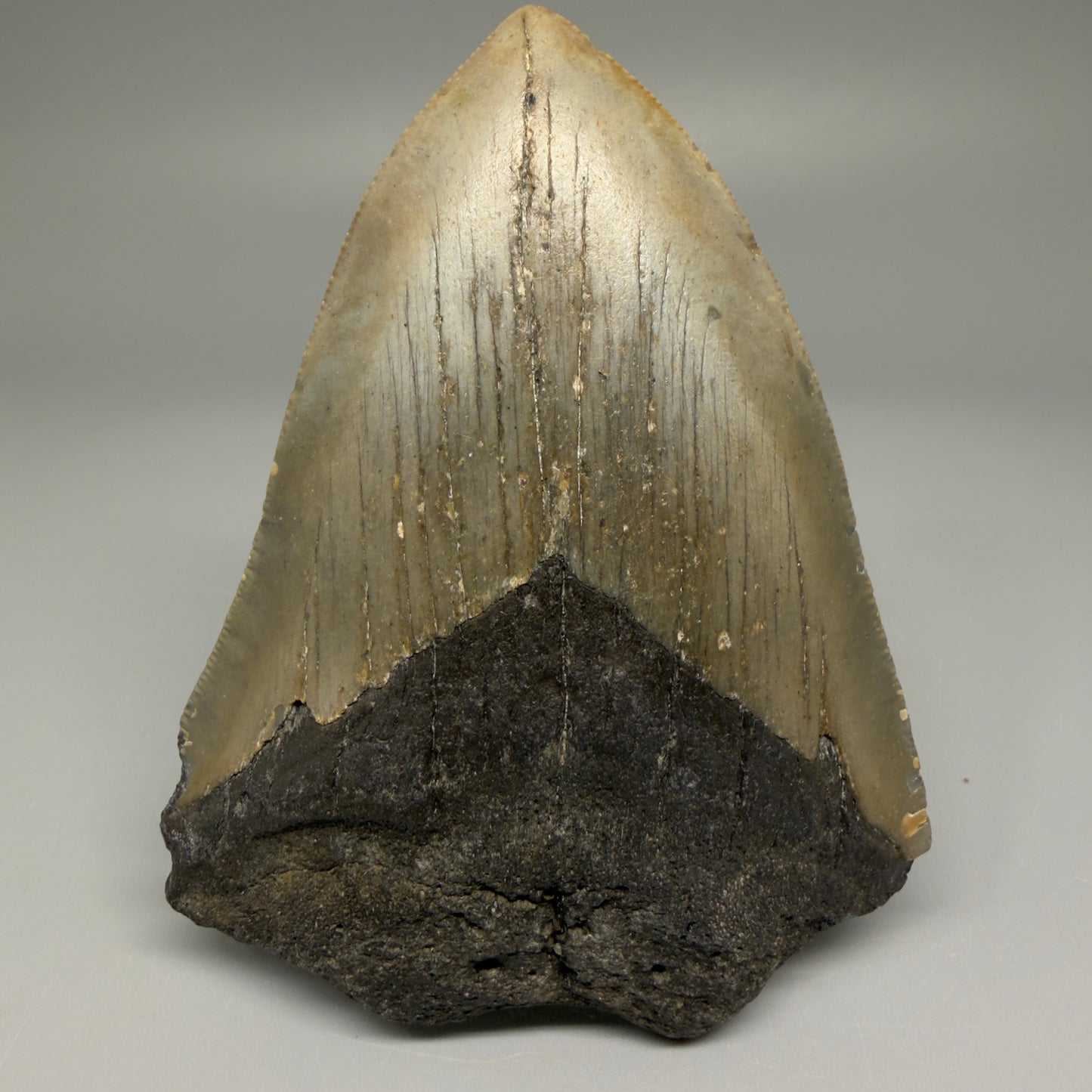 Front View Symmetric 3.80" Fossil Megalodon Tooth from North Carolina - megalodonteeth.com 