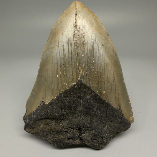 Front View Symmetric 3.80" Fossil Megalodon Tooth from North Carolina - megalodonteeth.com 