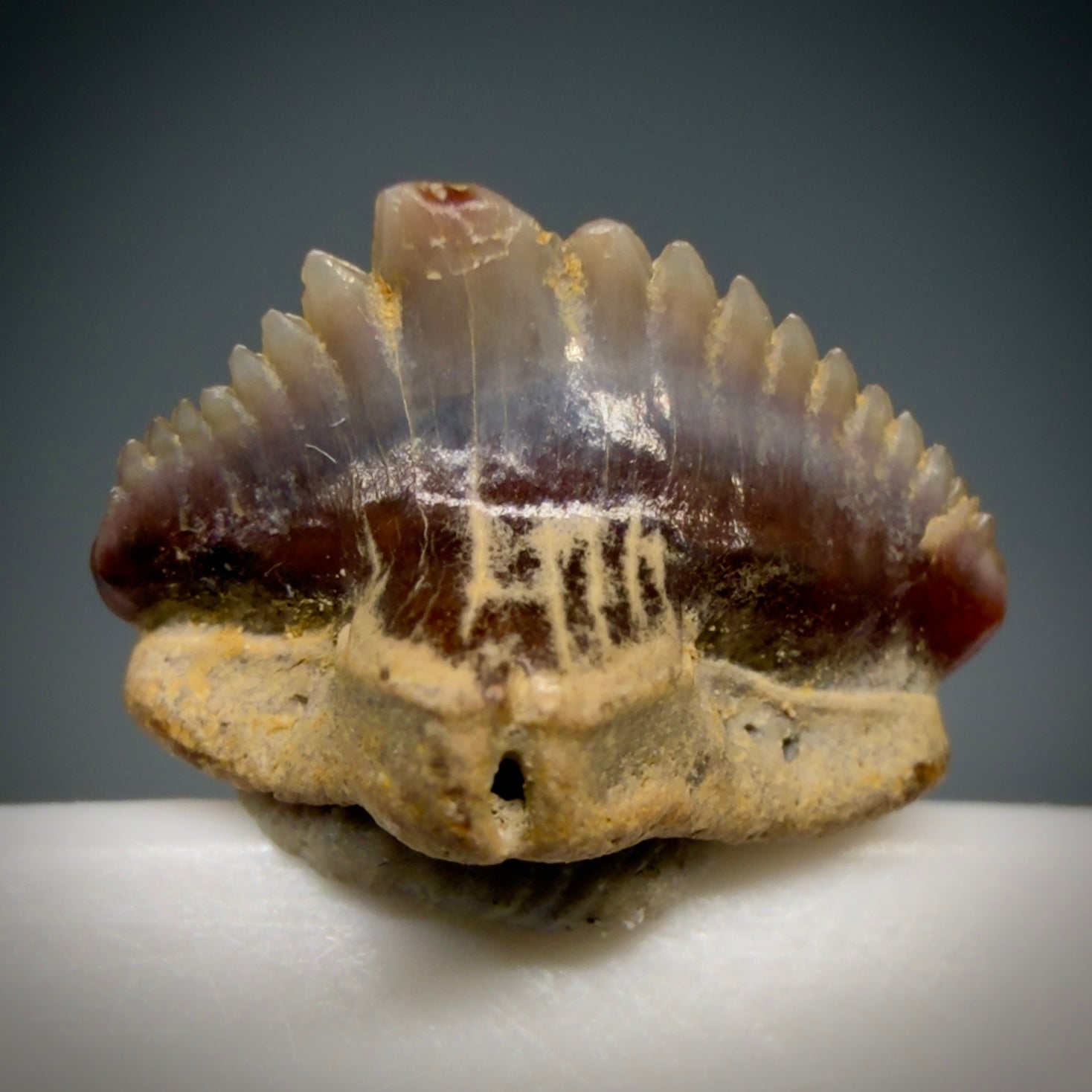 Front View Tiny 0.40" wide Fossil Nebrius obliquus - Nurse Shark tooth from Harleyville, SC megalodonteeth.com R649