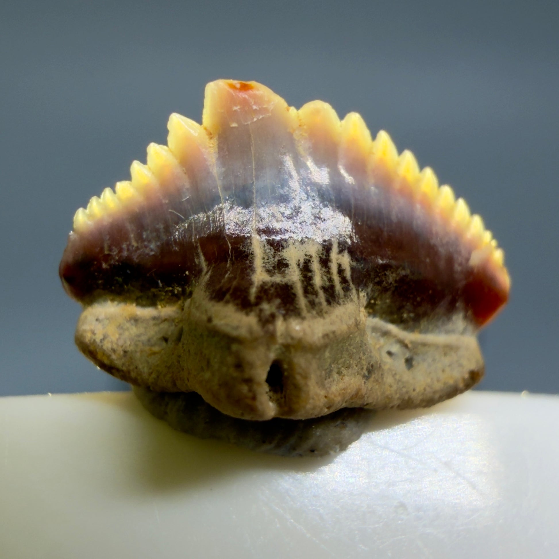 Front View Tiny 0.40" wide Fossil Nebrius obliquus - Nurse Shark tooth from Harleyville, SC megalodonteeth.com R649 - 1