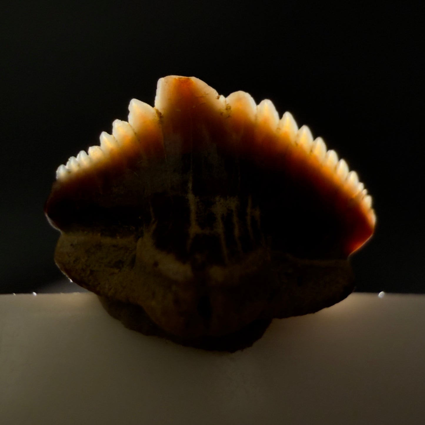 Front View Tiny 0.40" wide Fossil Nebrius obliquus - Nurse Shark tooth from Harleyville, SC megalodonteeth.com R649 - 2