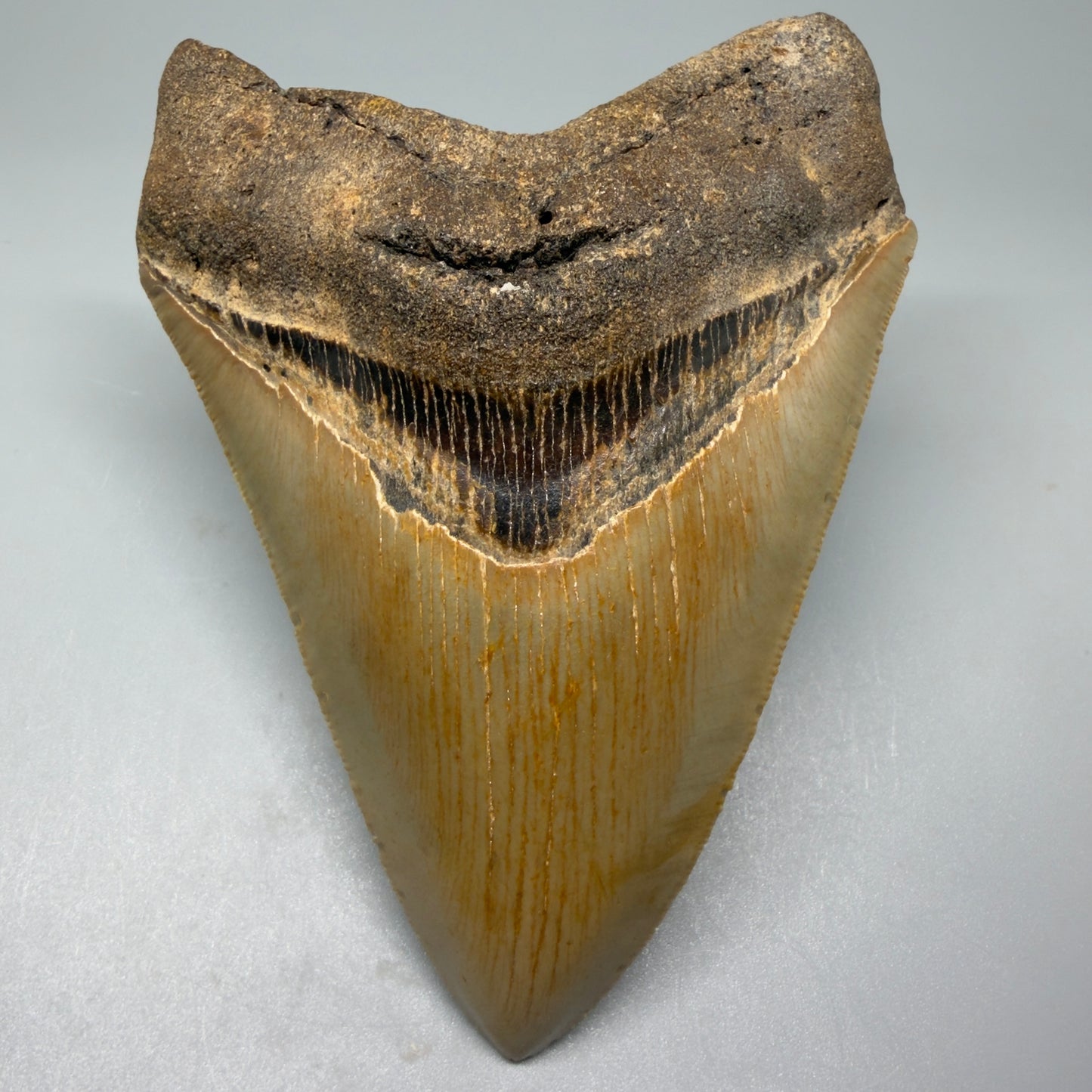 Front View Tip DownColorful 4.73" Authentic Megalodon Tooth – North Carolina Fossil | Carcharocles megalodon CM5424