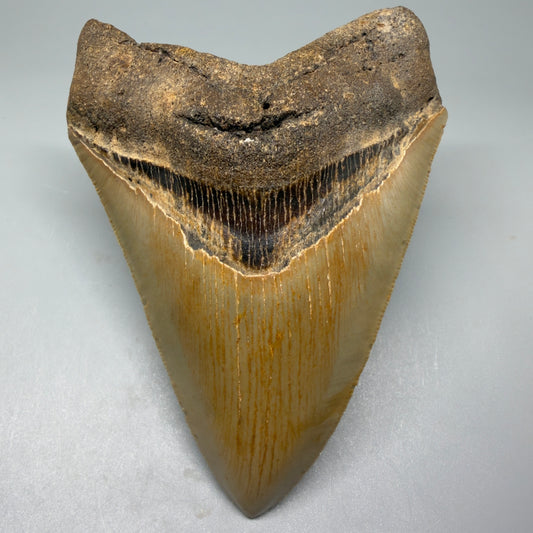 Front View Tip DownColorful 4.73" Authentic Megalodon Tooth – North Carolina Fossil | Carcharocles megalodon CM5424