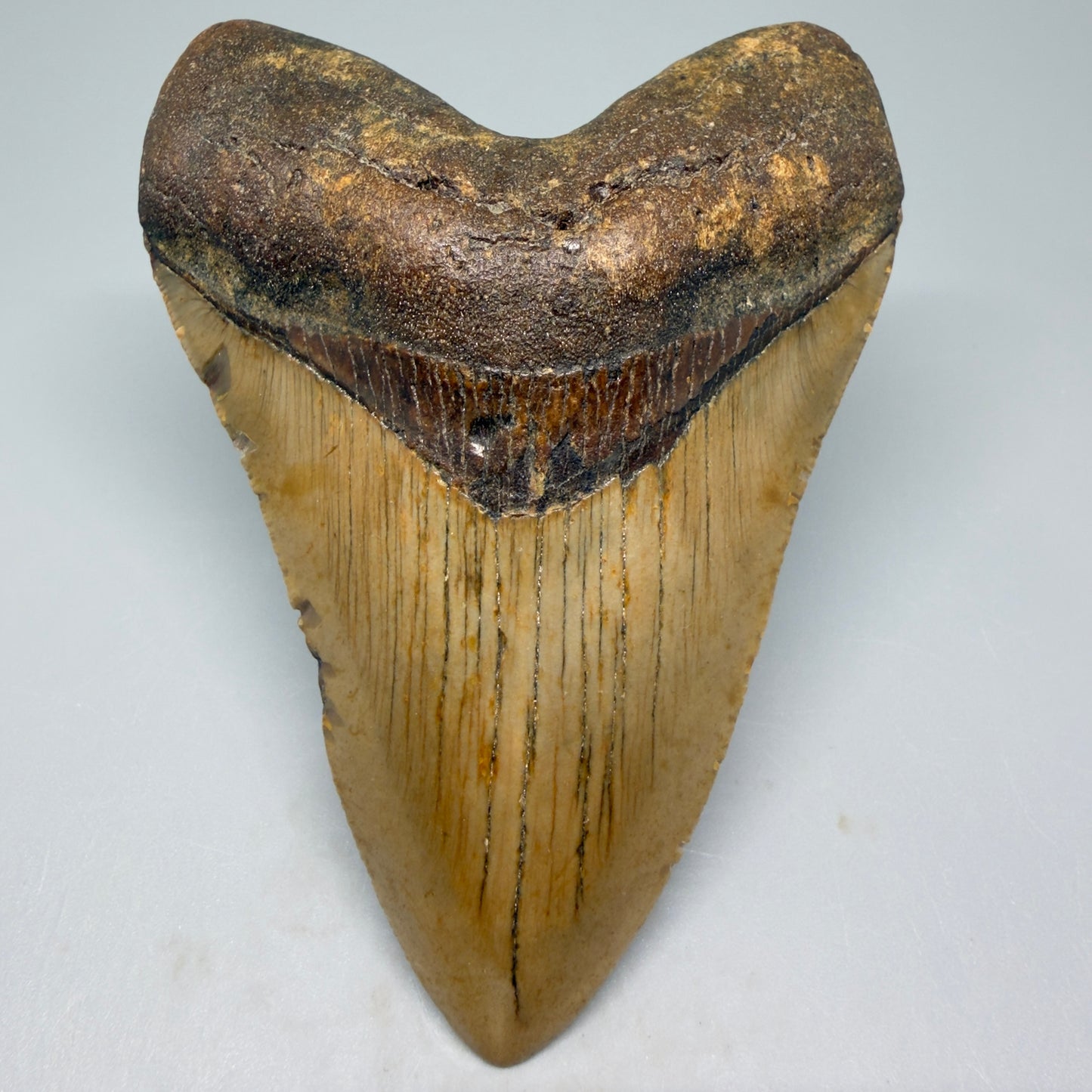 Front View Tip down Heart-shaped 4.28" Authentic Megalodon Tooth – North Carolina Fossil | Carcharocles megalodon CM5418