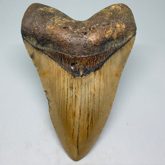 Front View Tip down Heart-shaped 4.28" Authentic Megalodon Tooth – North Carolina Fossil | Carcharocles megalodon CM5418