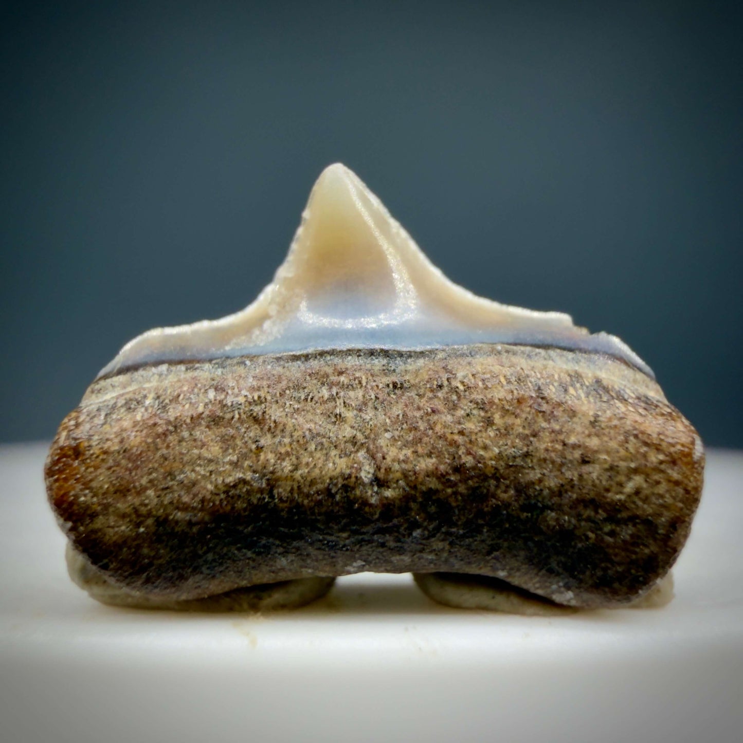 Front View Upper posterior 0.59" wide Fossil Great White Tooth from the deserts of Peru GW1352