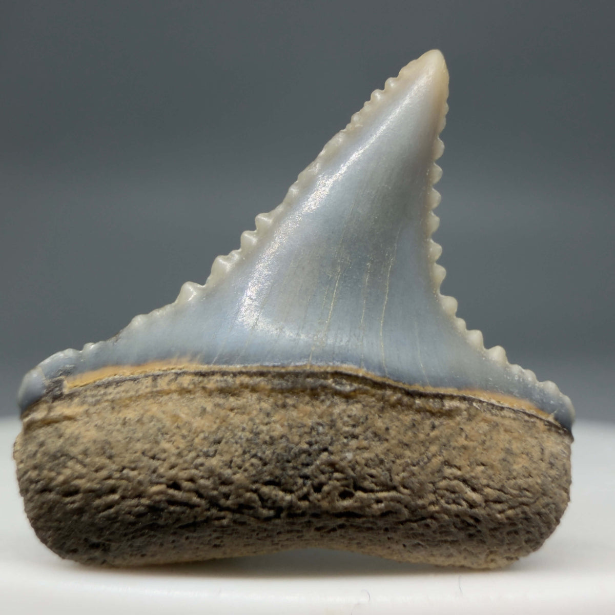 Front View Upper posterior 0.71" wide Fossil Great White Tooth from the deserts of Peru megalodonteeth.com GW1371