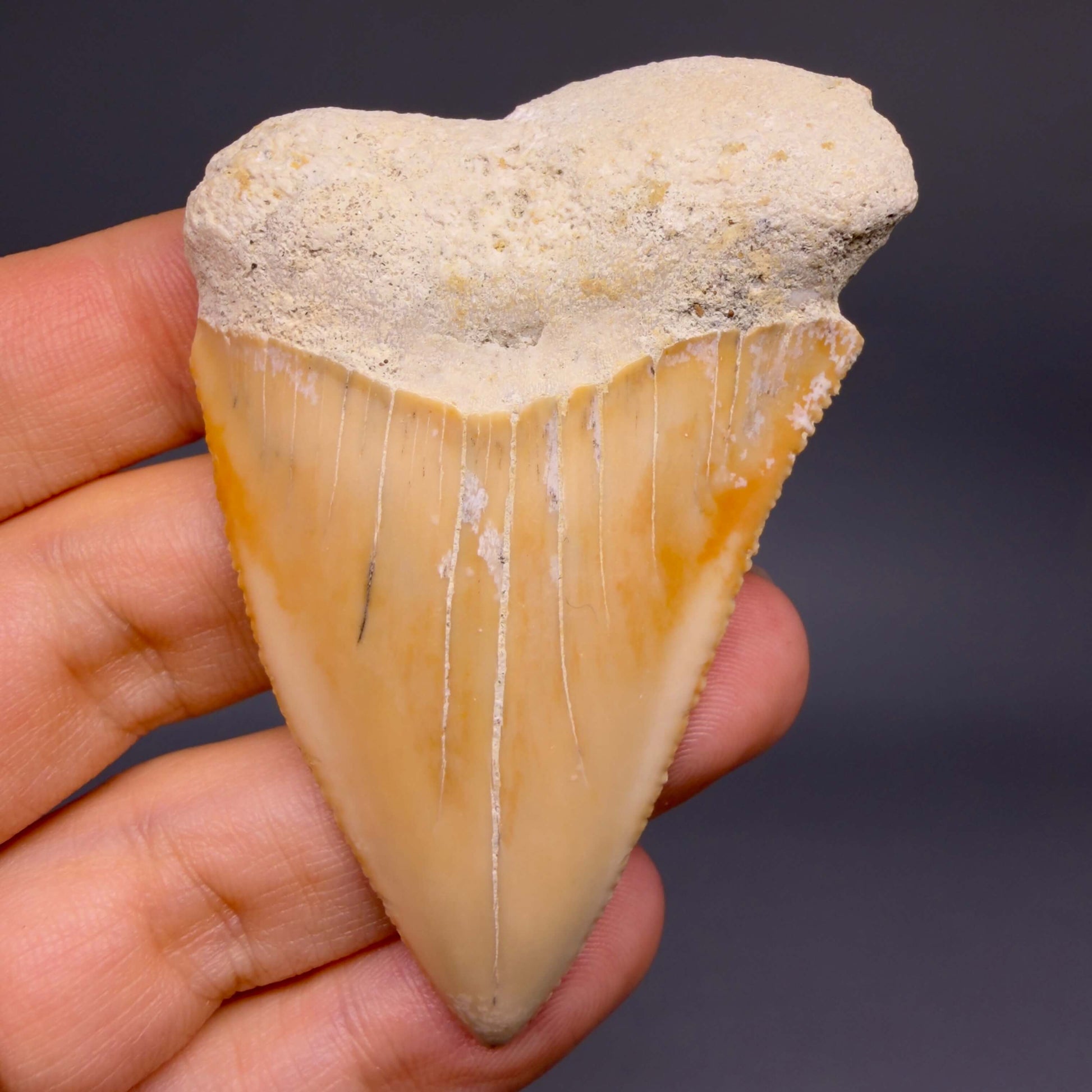 Front View Very Large - Colorful 2.73" Fossil Great White Shark Tooth from B. California GW1368 - 1