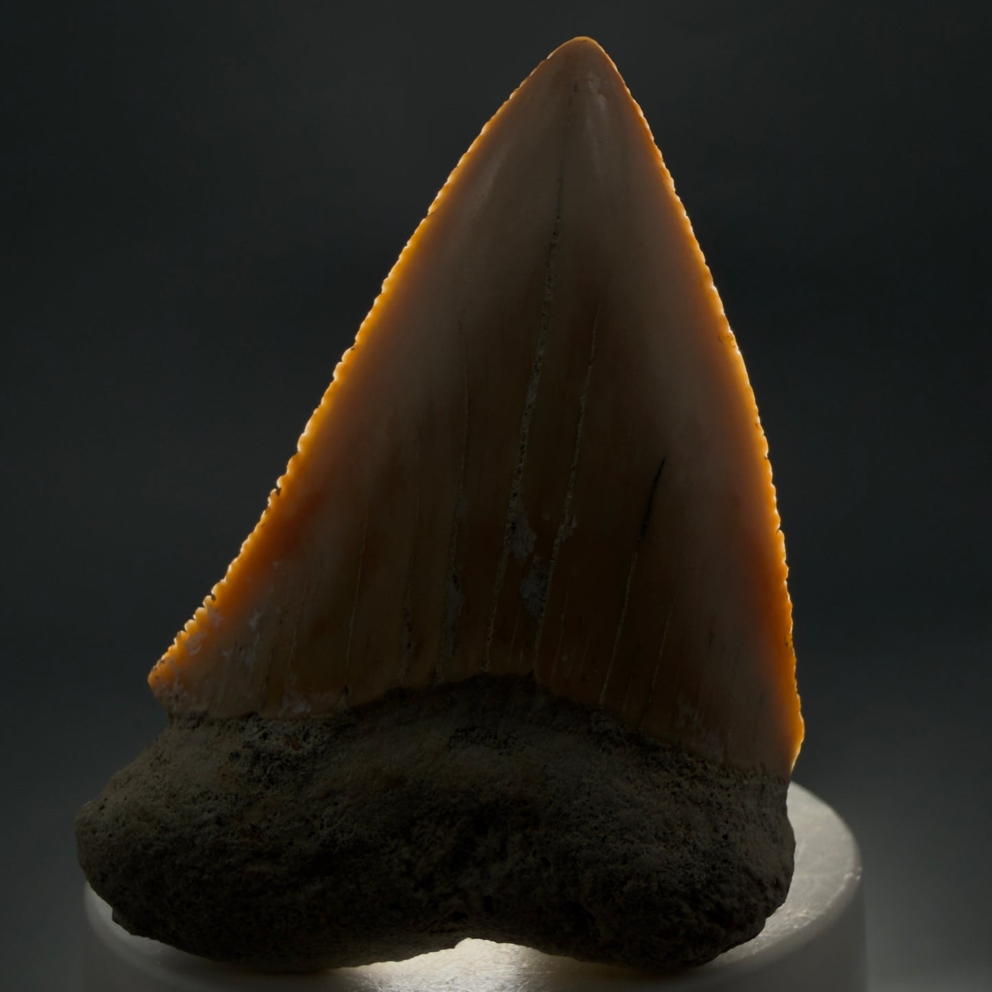 Front View Very Large - Colorful 2.73" Fossil Great White Shark Tooth from B. California GW1368 - 2