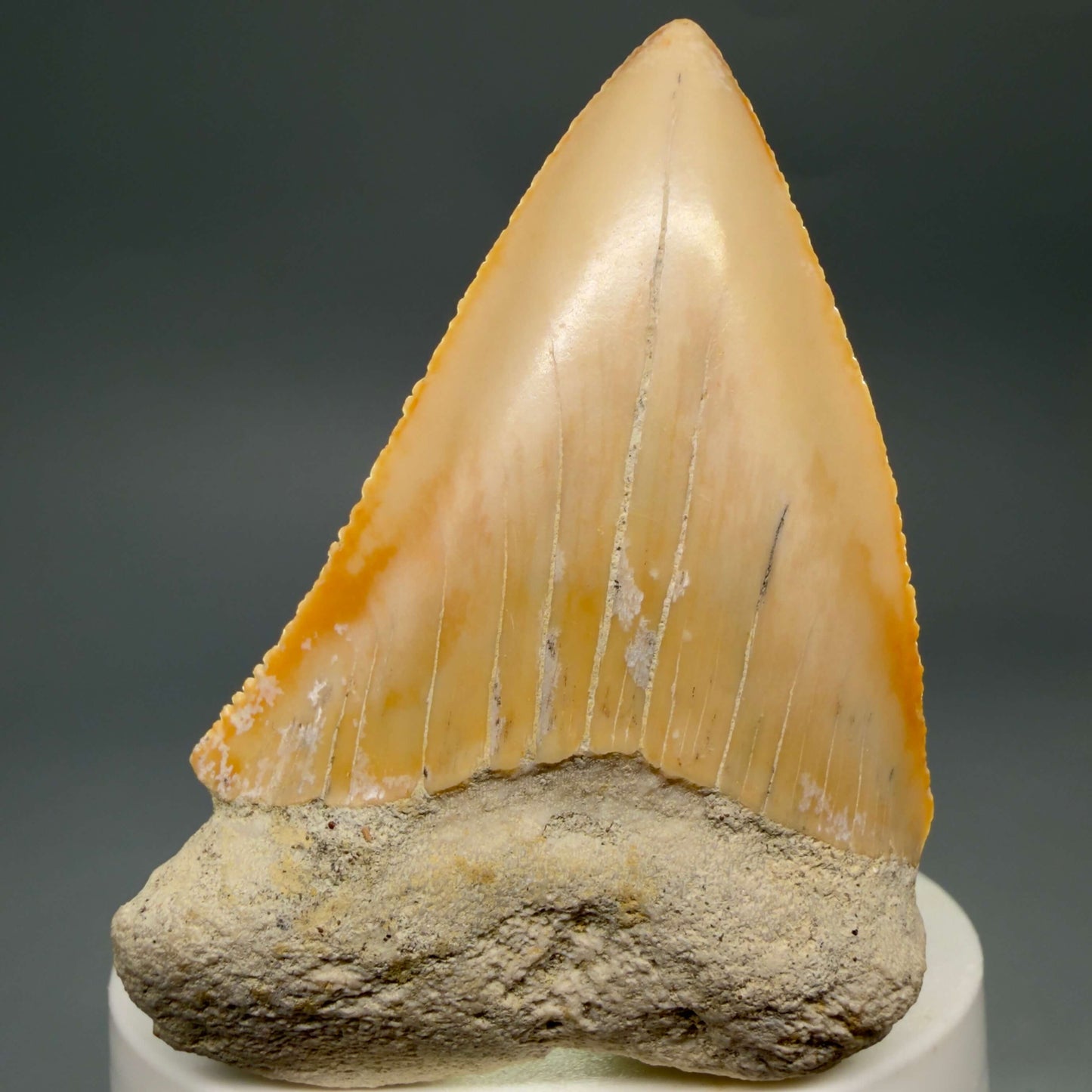 Front View Very Large - Colorful 2.73" Fossil Great White Shark Tooth from B. California GW1368 - 3