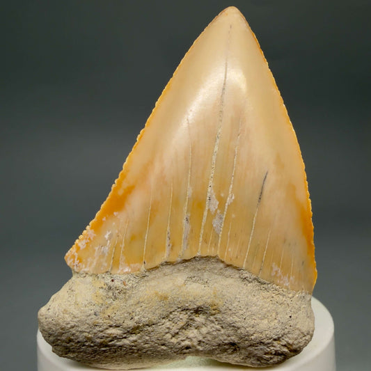 Front View Very Large - Colorful 2.73" Fossil Great White Shark Tooth from B. California GW1368 - 3