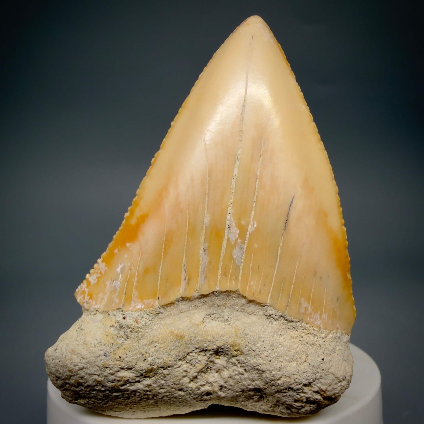Front View Very Large - Colorful 2.73" Fossil Great White Shark Tooth from B. California GW1368