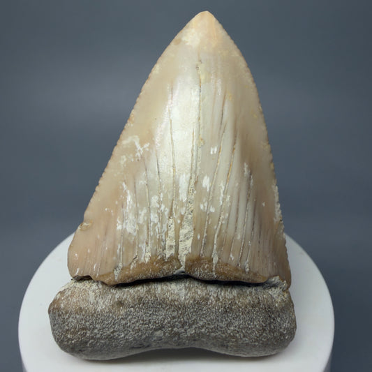 Front View Very Large - Colorful 2.76" Fossil Great White Shark Tooth from B. California GW1238 