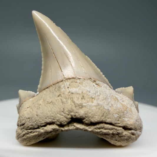 Front View Very Rare 1.17" Otodus aksuaticus - Transitional Shark Tooth Fossil - Central Kazakhstan AU387