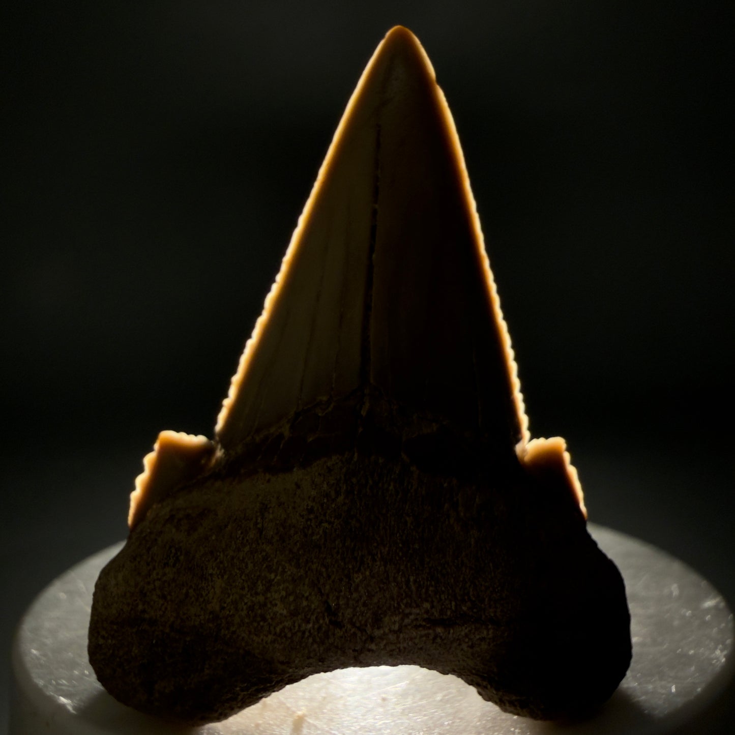 Front View Very Rare 2.02" Otodus aksuaticus - Transitional Shark Tooth Fossil - Central Kazakhstan AU402 - 1