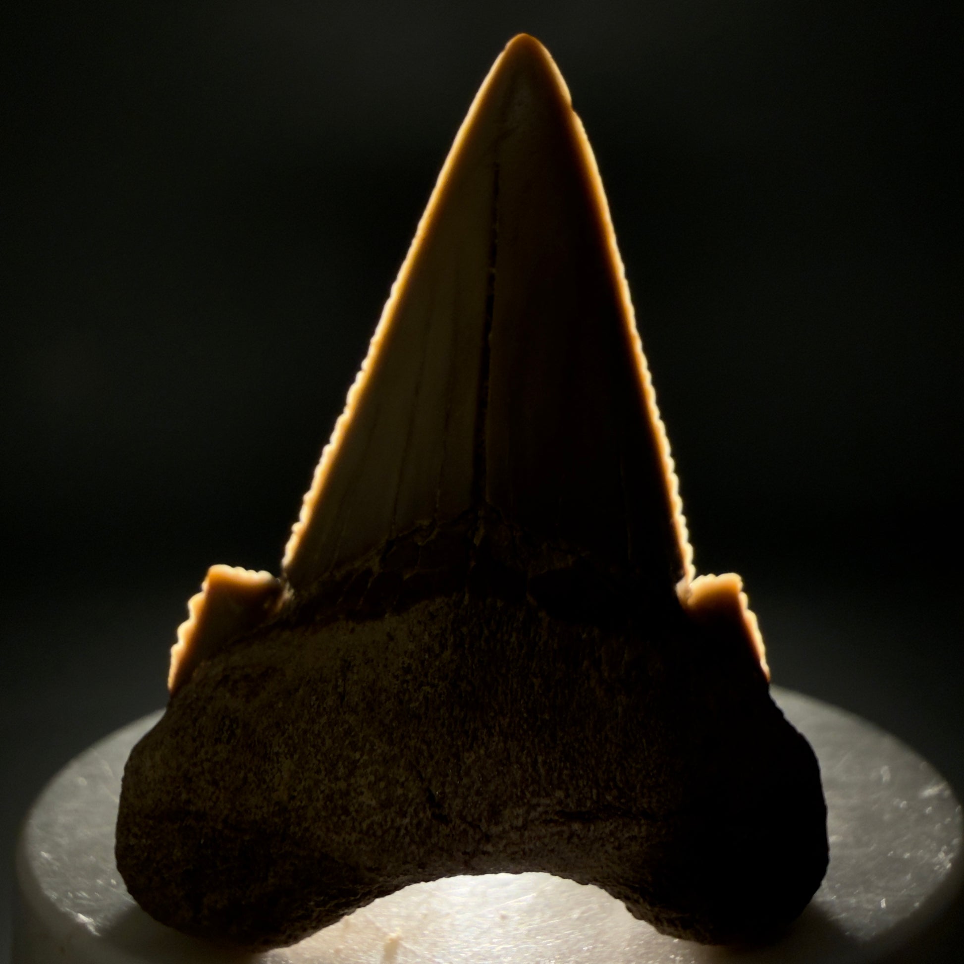 Front View Very Rare 2.02" Otodus aksuaticus - Transitional Shark Tooth Fossil - Central Kazakhstan AU402 - 1