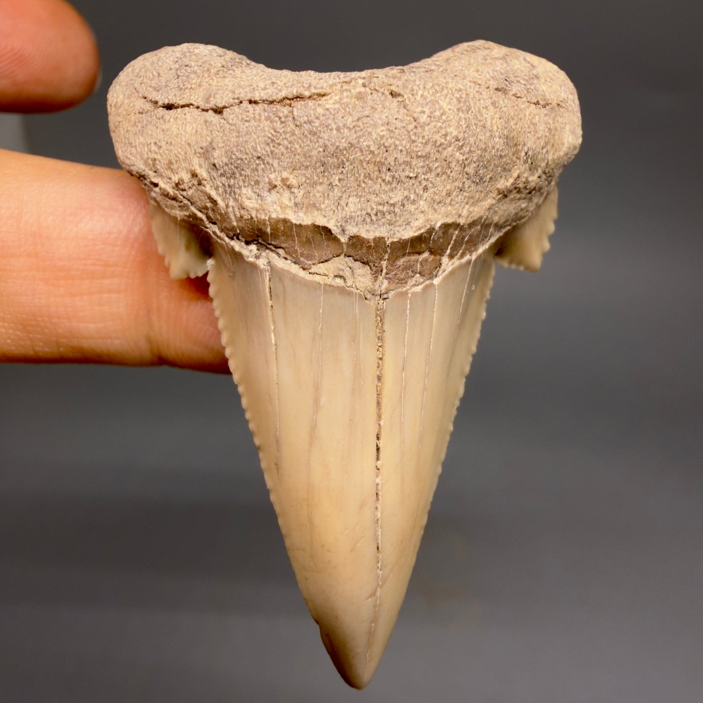 Front View Very Rare 2.02" Otodus aksuaticus - Transitional Shark Tooth Fossil - Central Kazakhstan AU402 - 2