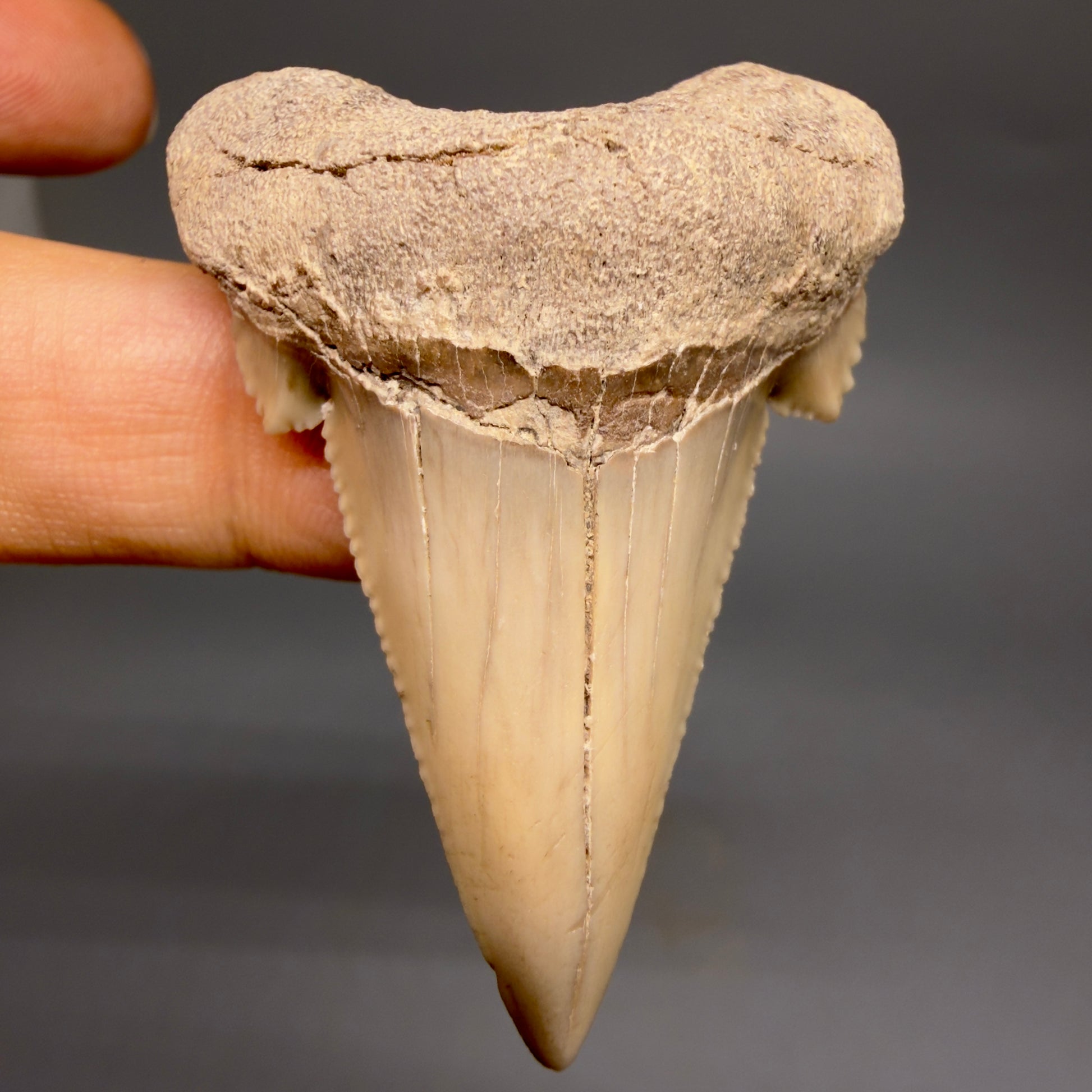 Front View Very Rare 2.02" Otodus aksuaticus - Transitional Shark Tooth Fossil - Central Kazakhstan AU402 - 2