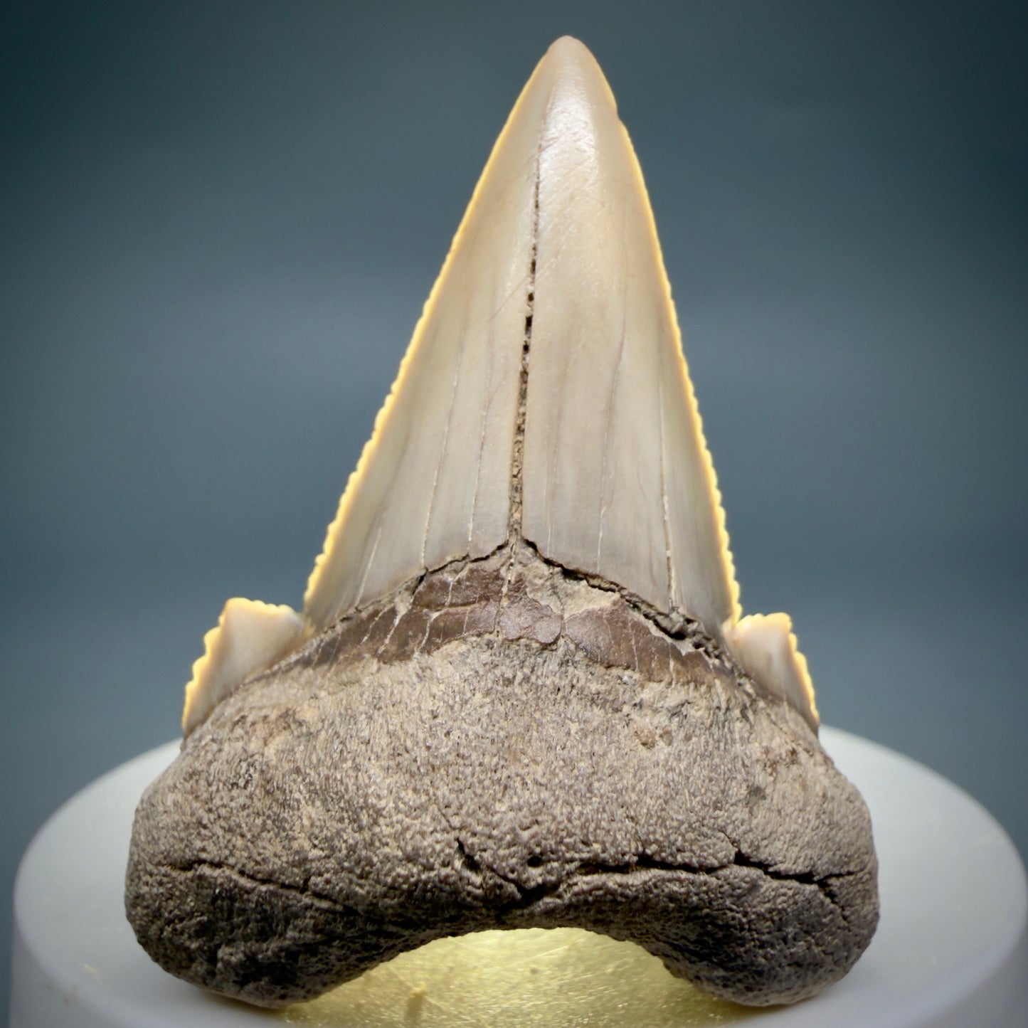 Front View Very Rare 2.02" Otodus aksuaticus - Transitional Shark Tooth Fossil - Central Kazakhstan AU402 - 3