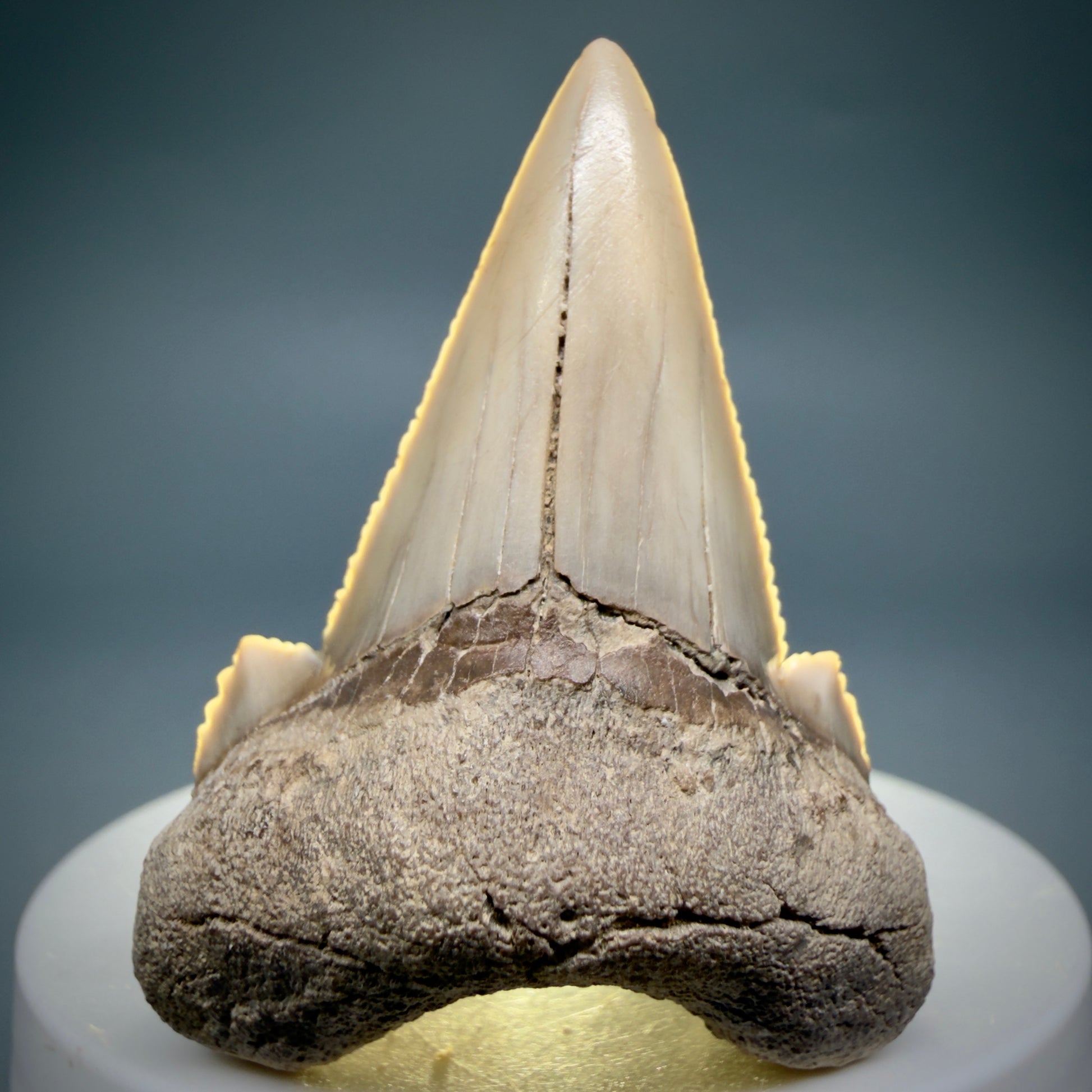 Front View Very Rare 2.02" Otodus aksuaticus - Transitional Shark Tooth Fossil - Central Kazakhstan AU402 - 3
