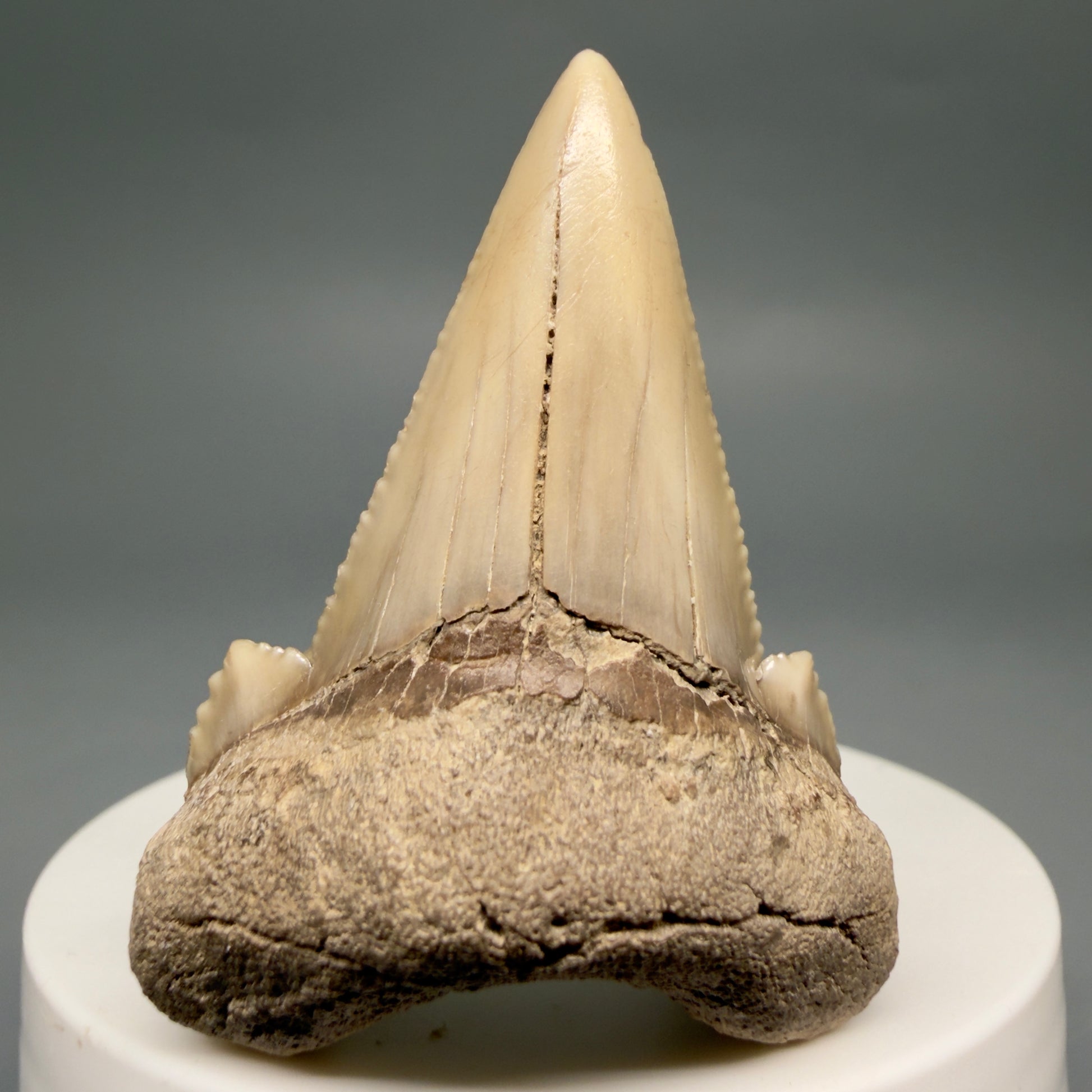 Front View Very Rare 2.02" Otodus aksuaticus - Transitional Shark Tooth Fossil - Central Kazakhstan AU402