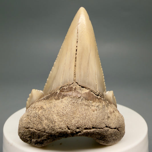 Front View Very Rare 2.02" Otodus aksuaticus - Transitional Shark Tooth Fossil - Central Kazakhstan AU402