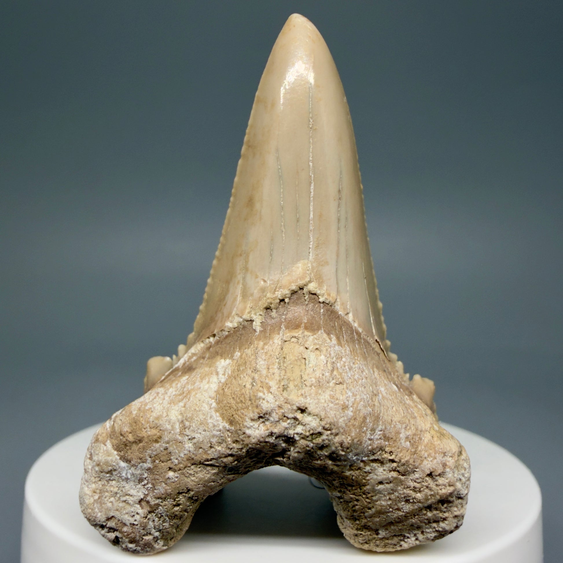 Front View Very Rare 2.11" Otodus aksuaticus Shark Tooth Fossil - Central Kazakhstan AU388