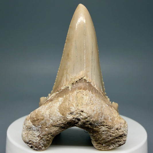 Front View Very Rare 2.11" Otodus aksuaticus Shark Tooth Fossil - Central Kazakhstan AU388