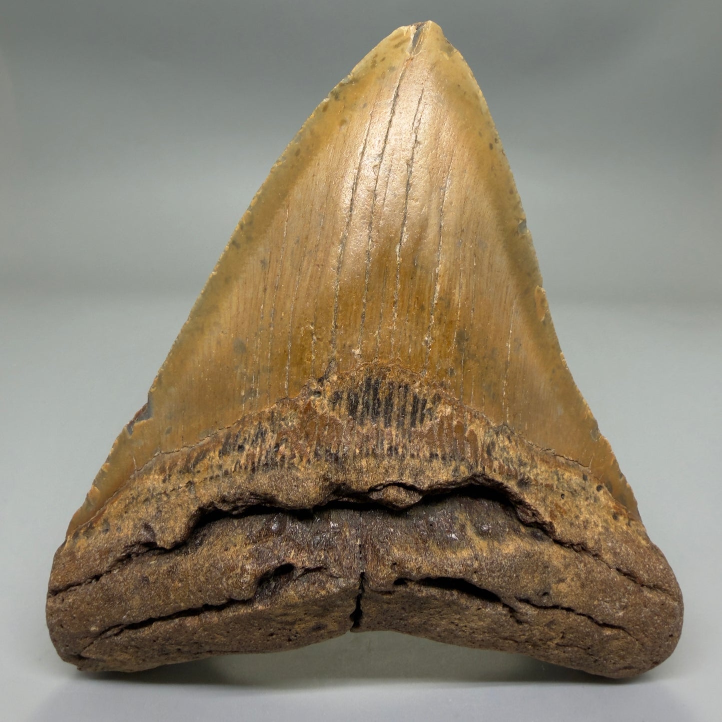 Front View Very Wide Shape 5.48" Authentic Megalodon Tooth – North Carolina Fossil | Carcharocles megalodon CM6322