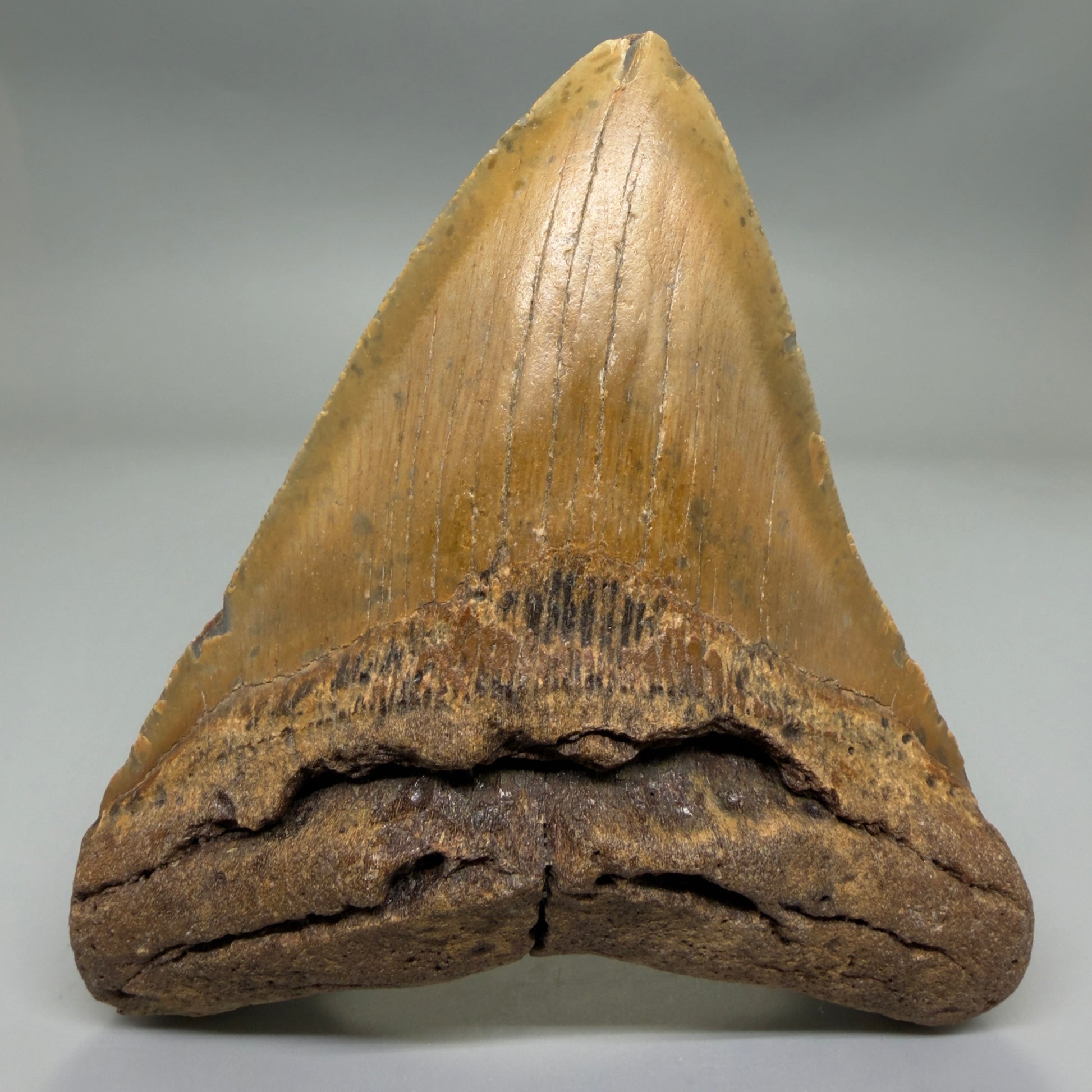 Front View Very Wide Shape 5.48" Authentic Megalodon Tooth – North Carolina Fossil | Carcharocles megalodon CM6322