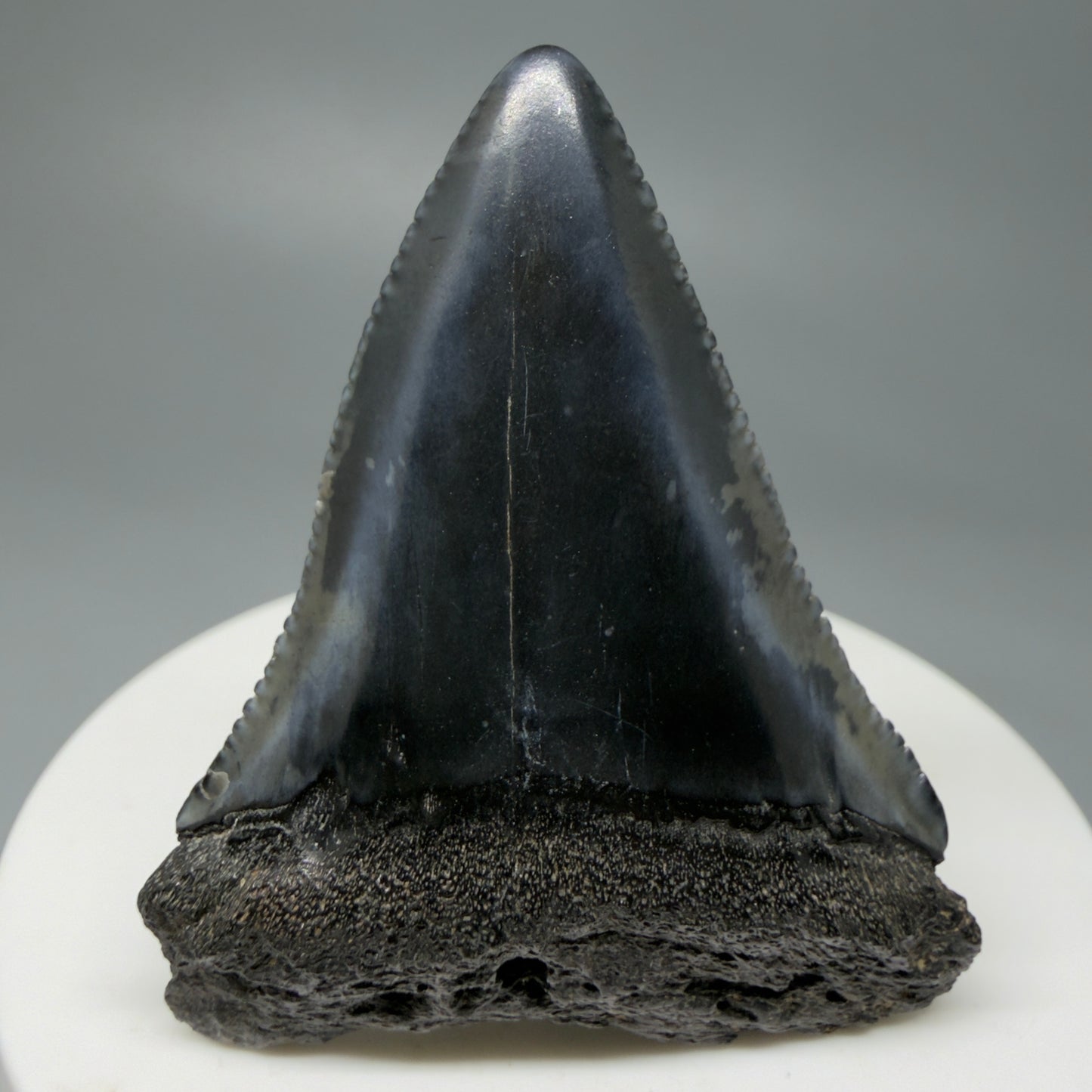 Front View Very colorful 2.10" Fossil Great White Tooth for Sale from South Carolina GW1242 