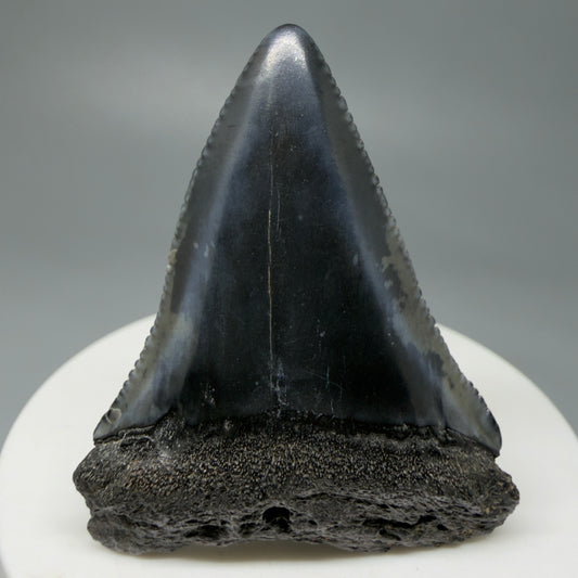 Front View Very colorful 2.10" Fossil Great White Tooth for Sale from South Carolina GW1242 