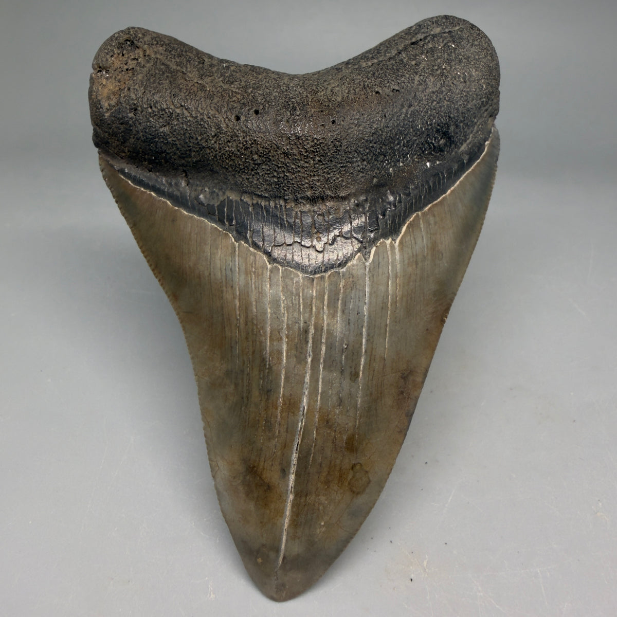 Front View Very colorful 4.02" Megalodon Tooth from South Carolina megalodonteeth.com CM6585