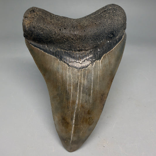 Front View Very colorful 4.02" Megalodon Tooth from South Carolina megalodonteeth.com CM6585